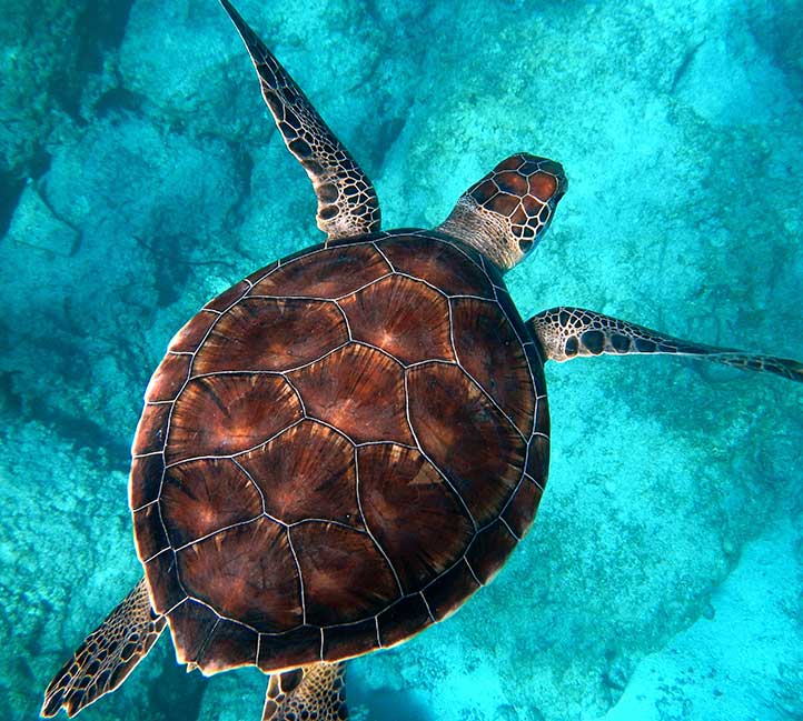 swimming with turtles in barbados