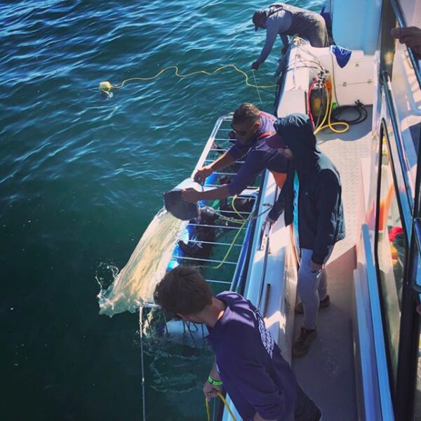Cape Town Sharks