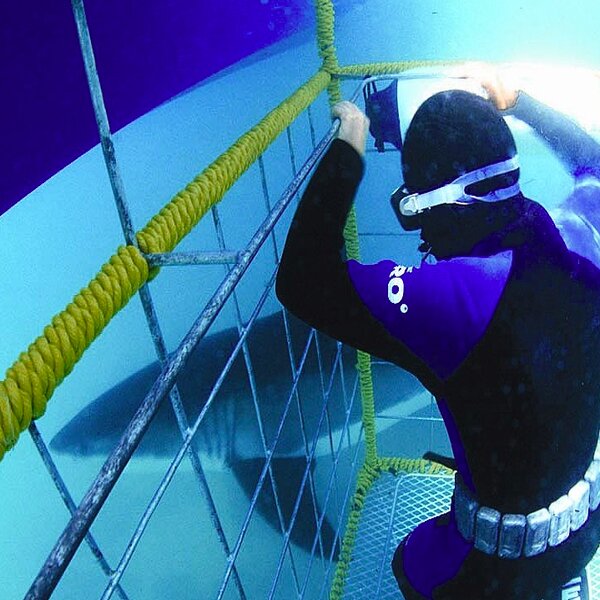 Cape Town great white shark tours
