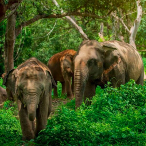 elephantjunglesanctuary