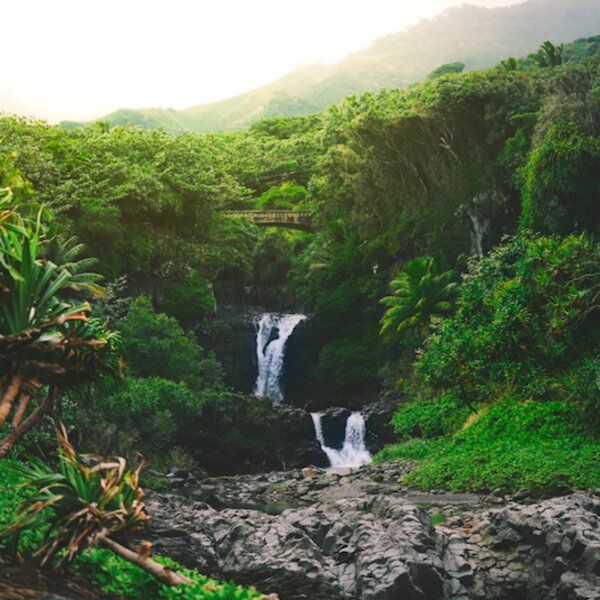 hawaii forest