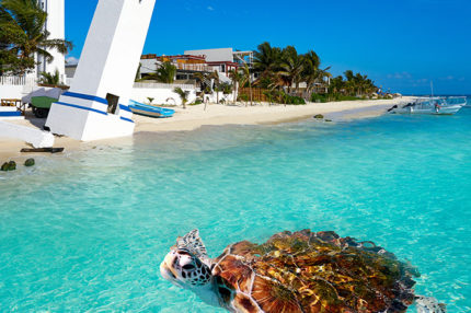 turtle riviera maya