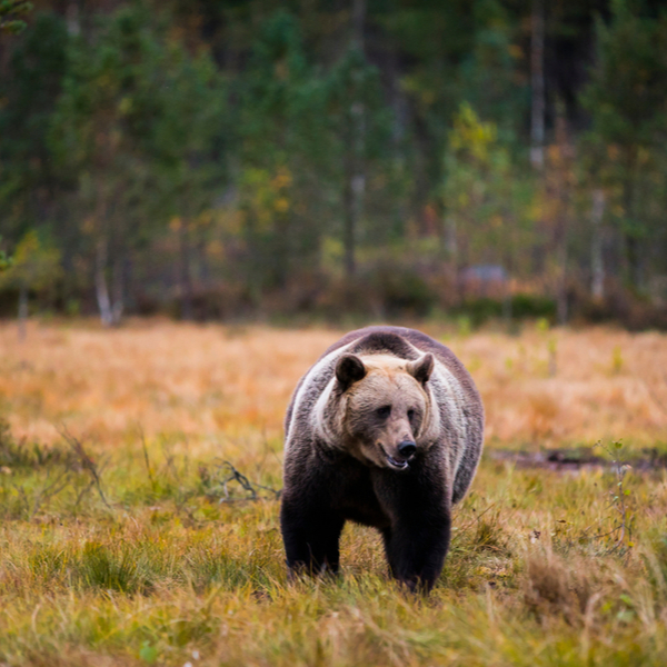 bear in lapland in spring