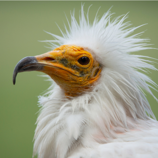 egyptian vulture in kenya