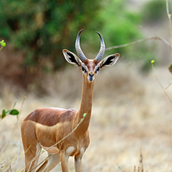 Gerenuk on a safari in kenya