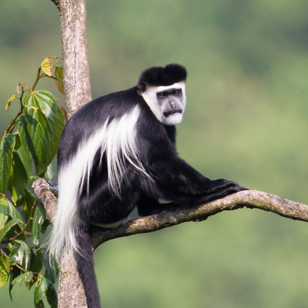 White Colobus monkey in kenya
