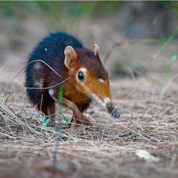 elephant shrew in Kenya