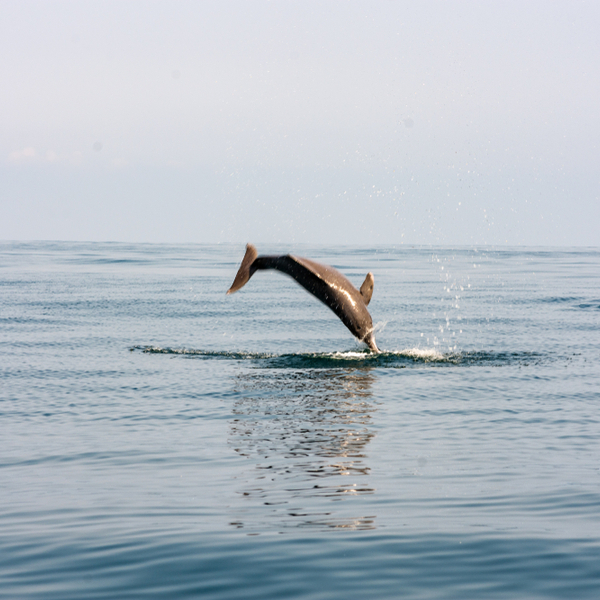 dolphin watching at Betalbatim beach in goa