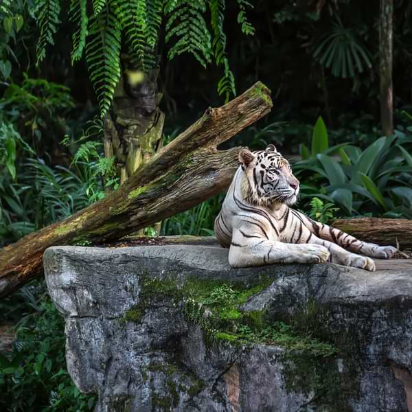 tiger at singapore zoo